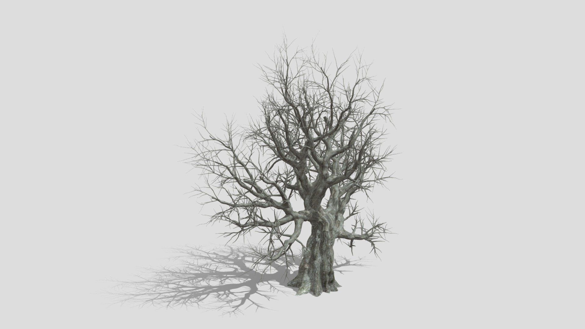 Live Oak Tree-S5 3d model