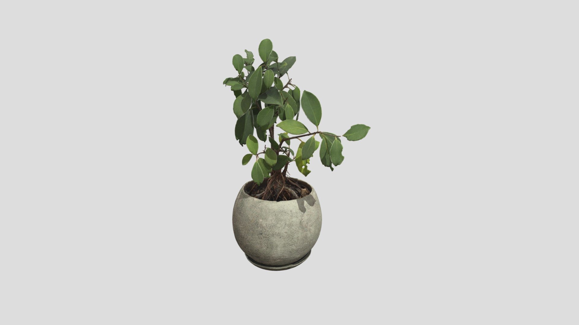 Potted plant 3d model