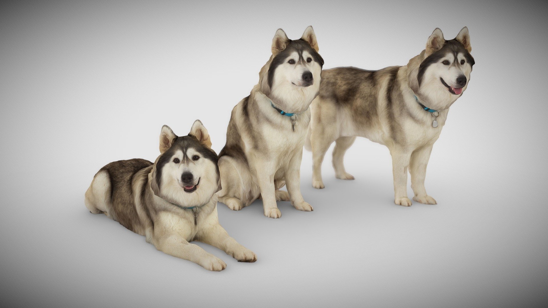 DOG C Collection 3d model