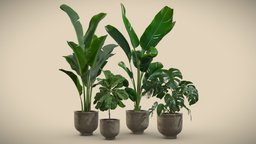 Indoor Plants Pack 23