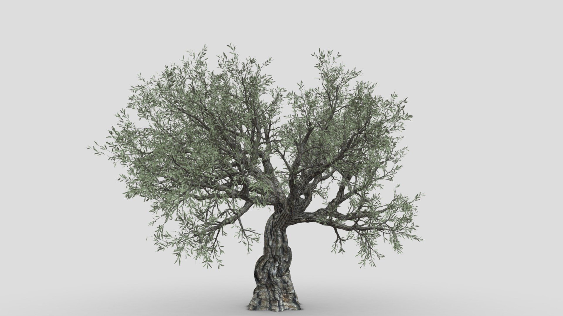 Live Oak Tree-S8 3d model