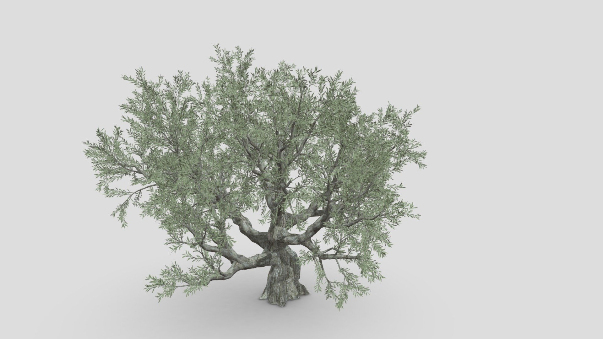 Live Oak Tree-S3 3d model