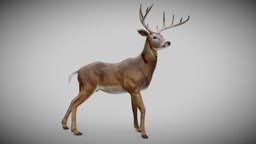 White-tailed Deer