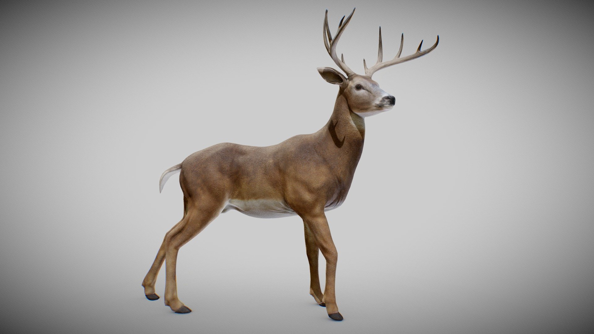 White-tailed Deer 3d model