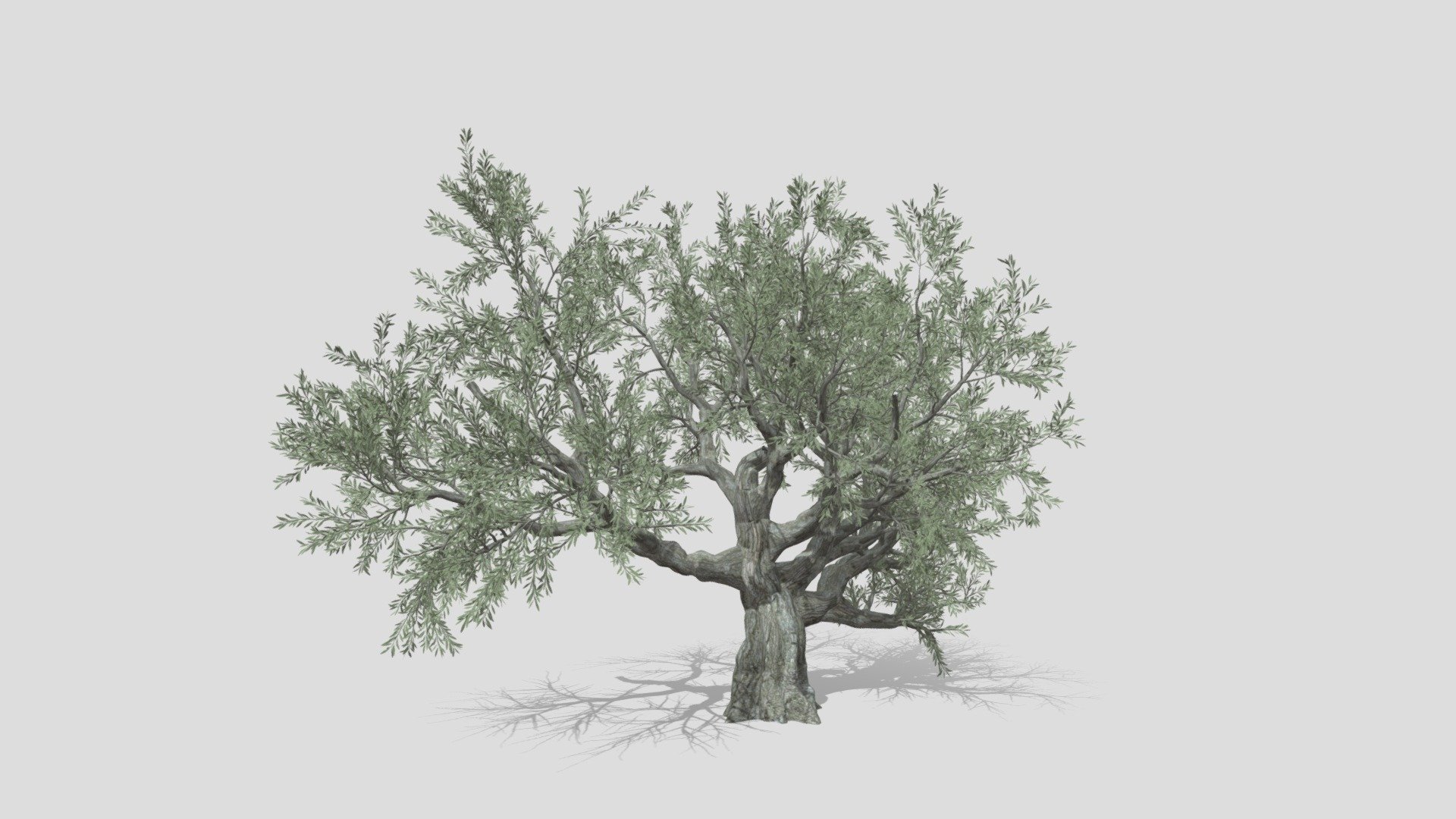 Live Oak Tree-S4 3d model