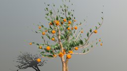 Orange Tree