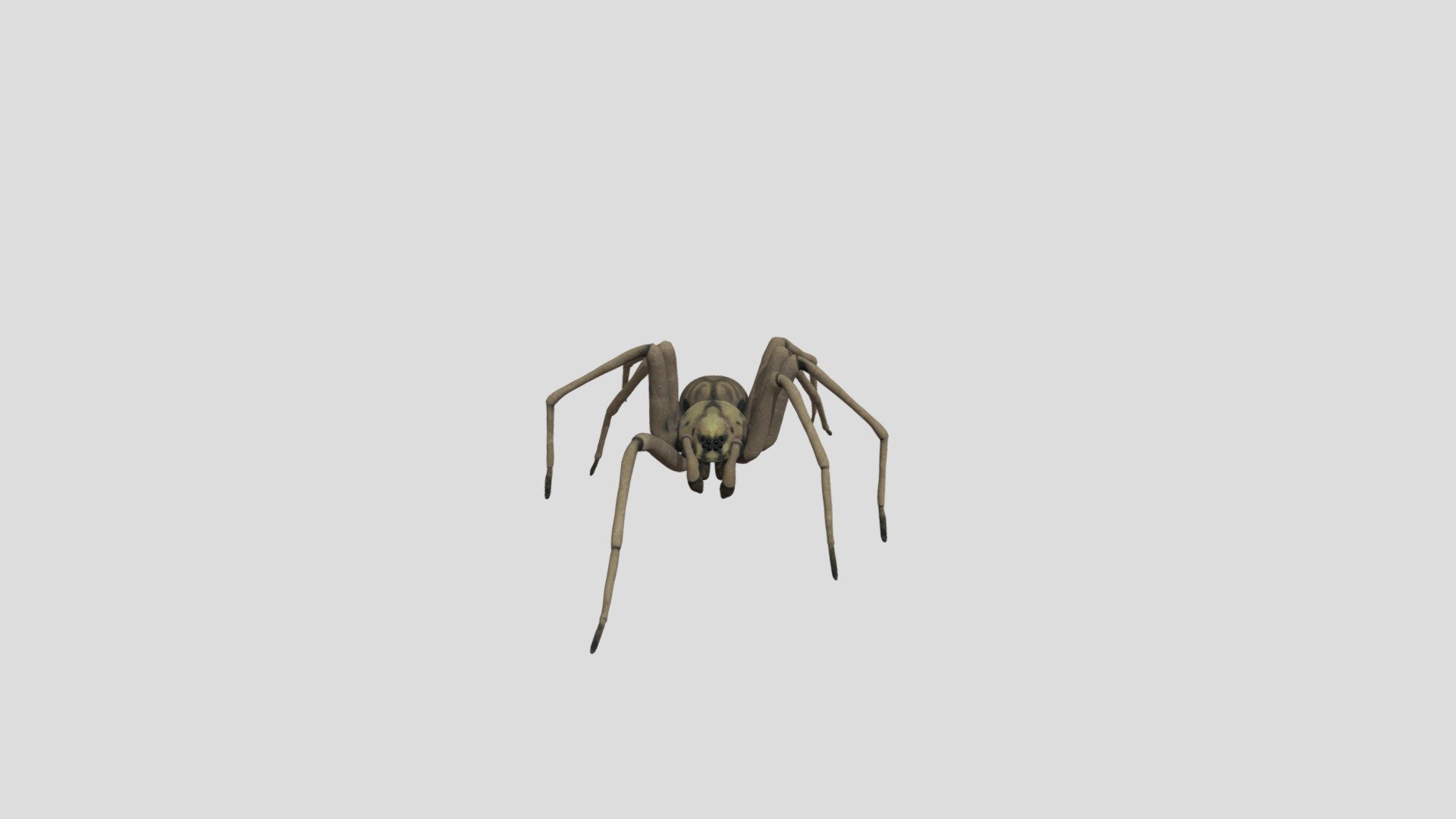 Spider! 3d model