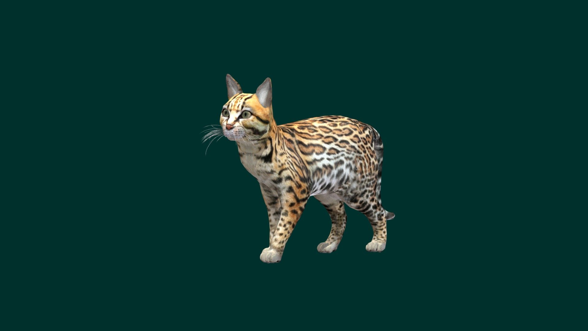 Ocelot 3d model