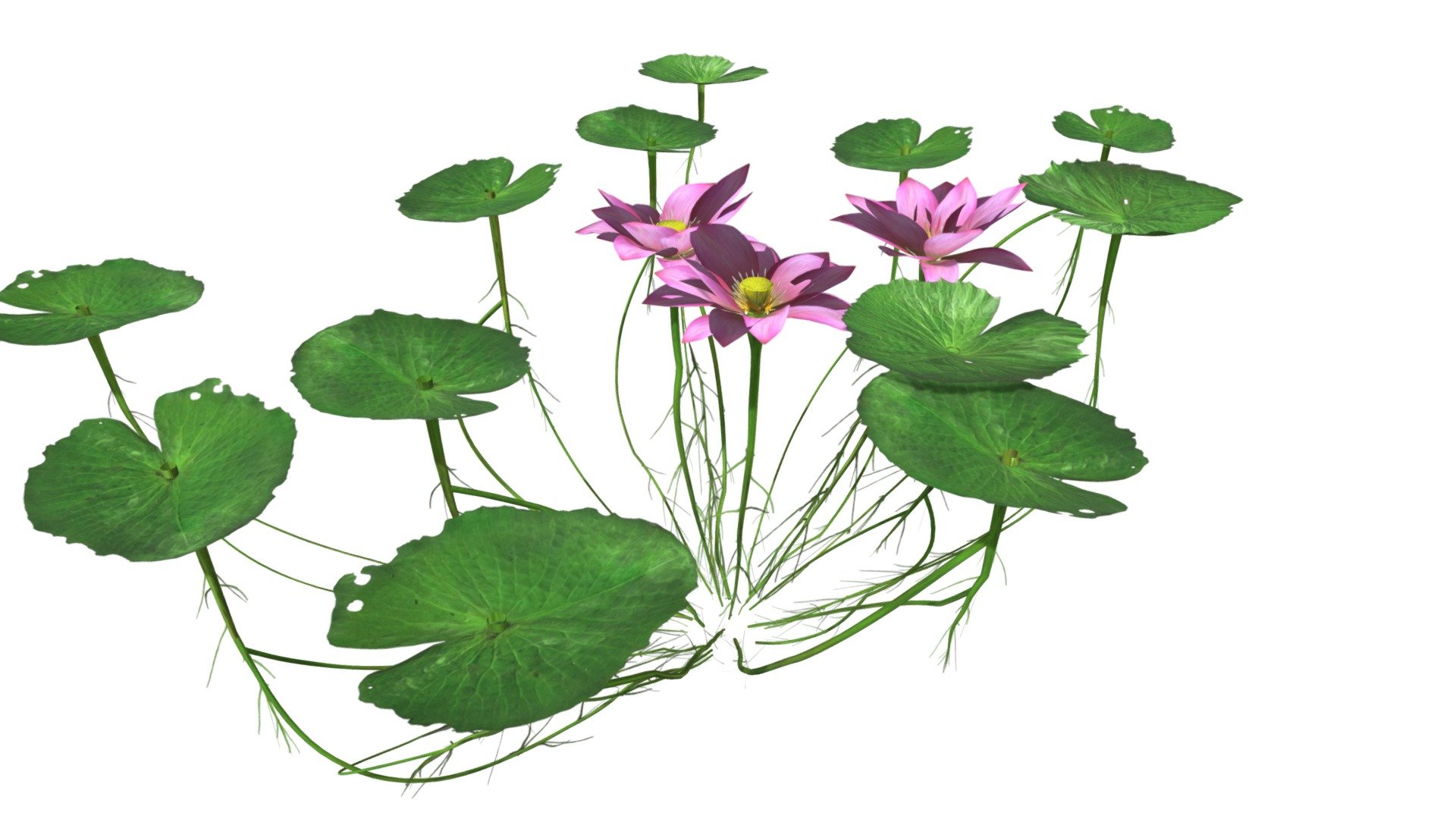 Lotus Flower #05 3d model