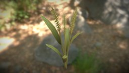 Wheat Plant