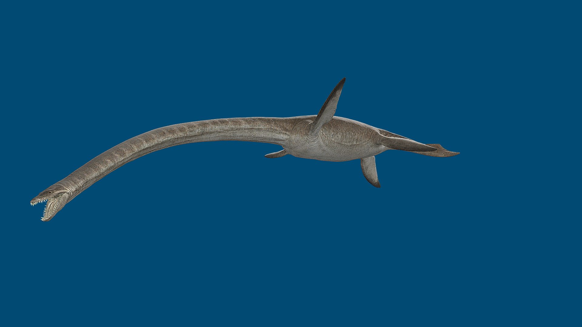 Eromangasaurus australis 3d model