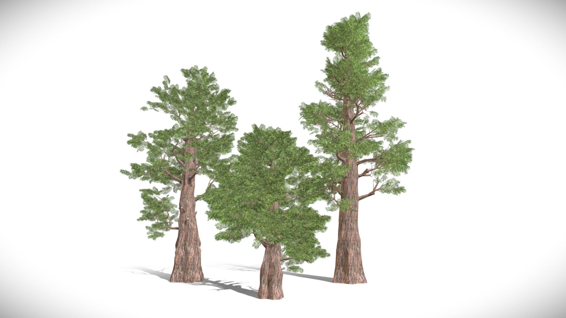 Giant sequoia Redwood trees 3d model