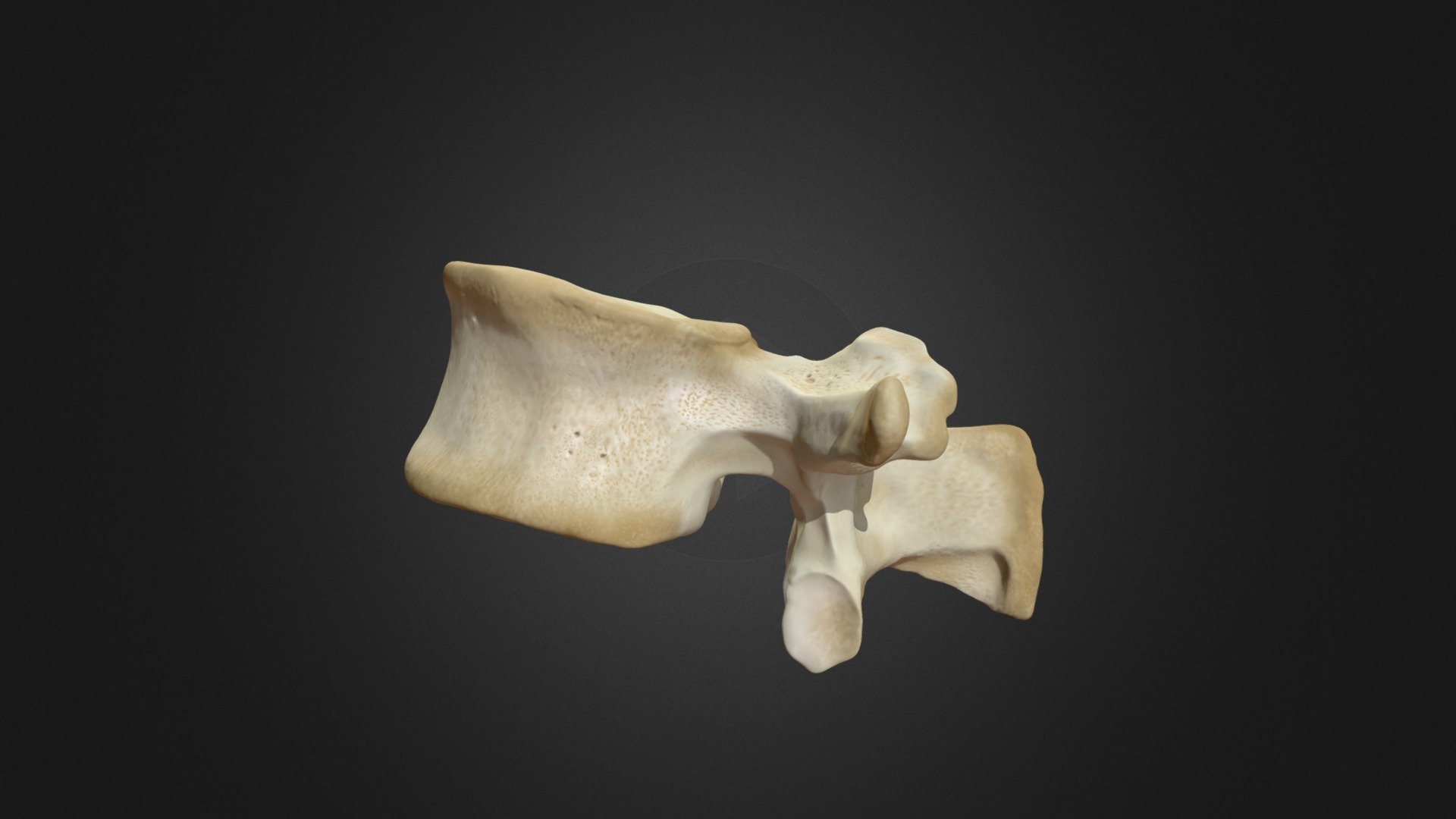 First Lumbar Vertebra (L1) 3d model