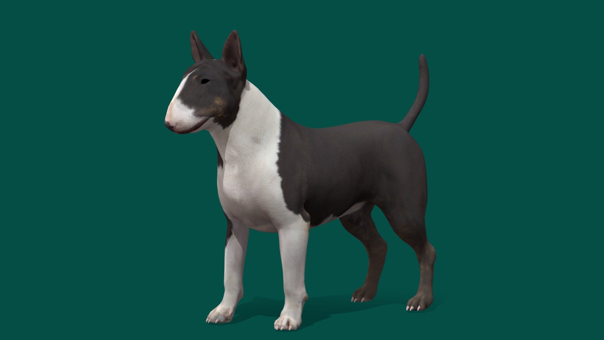 Bull Terrier (Game Ready) 3d model