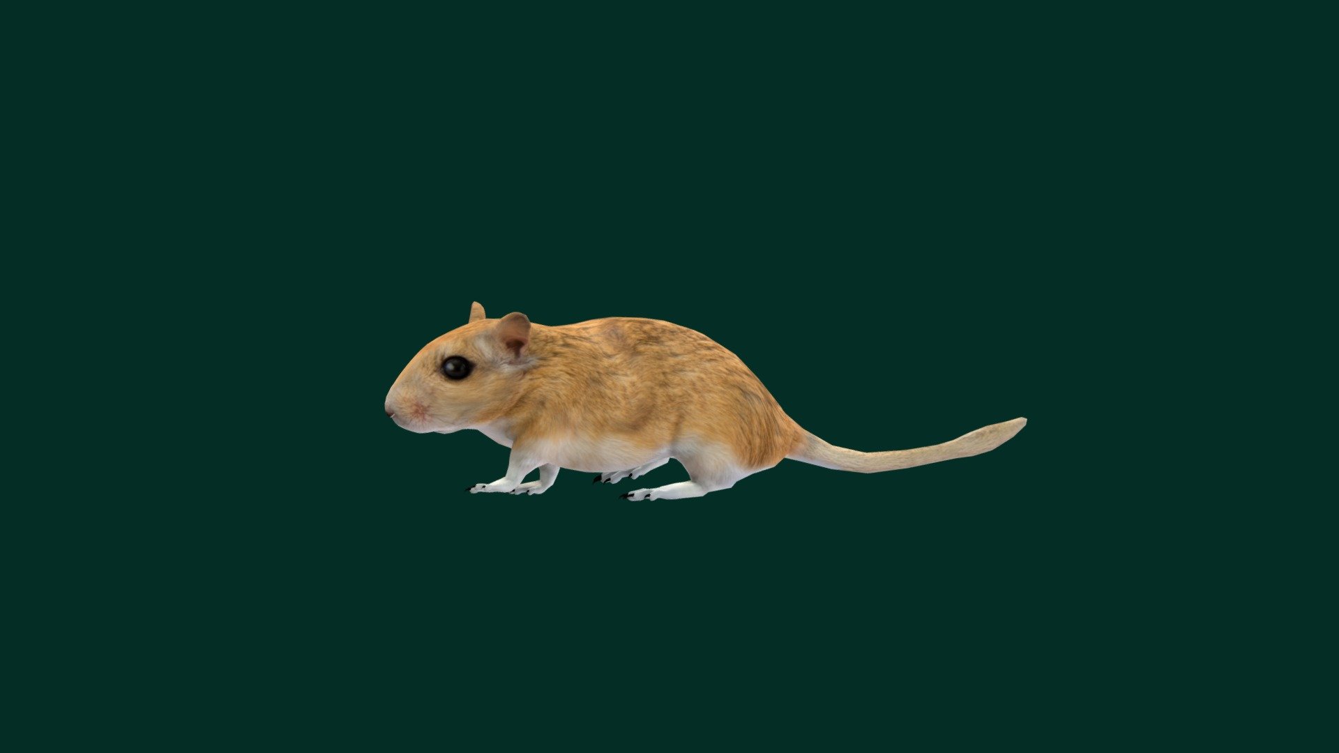 Mongolian Gerbil Rat (Lowpoly) 3d model