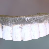 GWs False Teeth, Top Half (VCU_3D_2133)