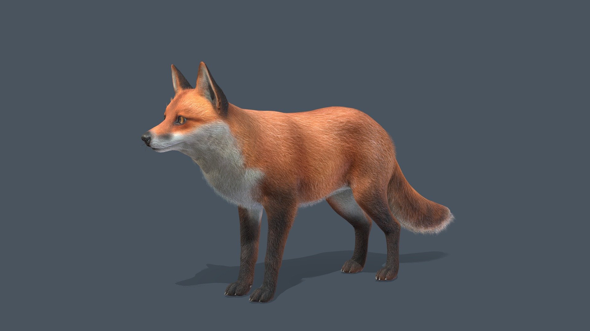 Fox 3d model