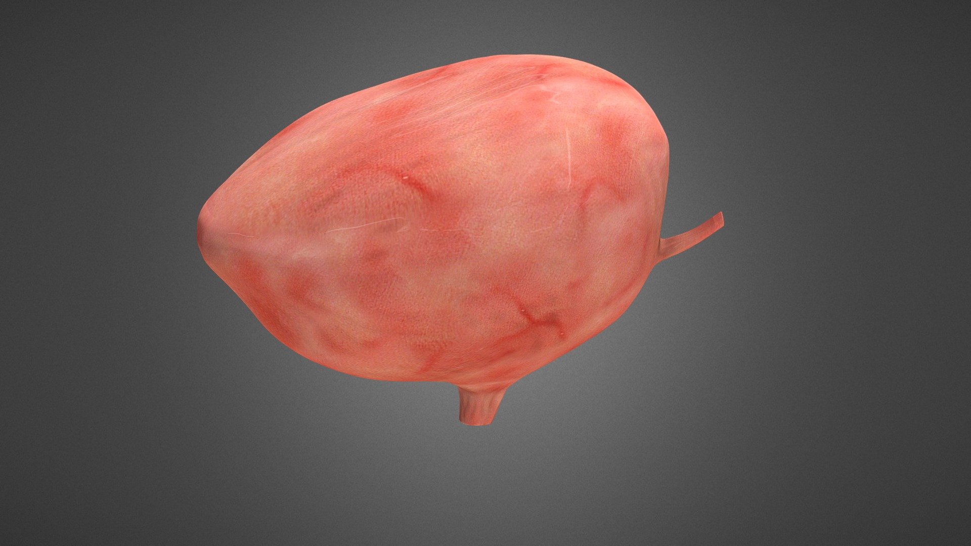 Human urinary bladder 3d model