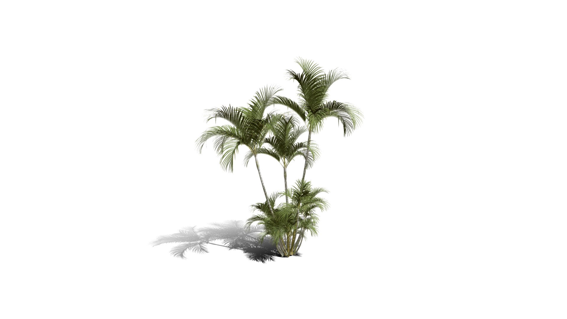 Realistic HD Butterfly palm (19/62) 3d model