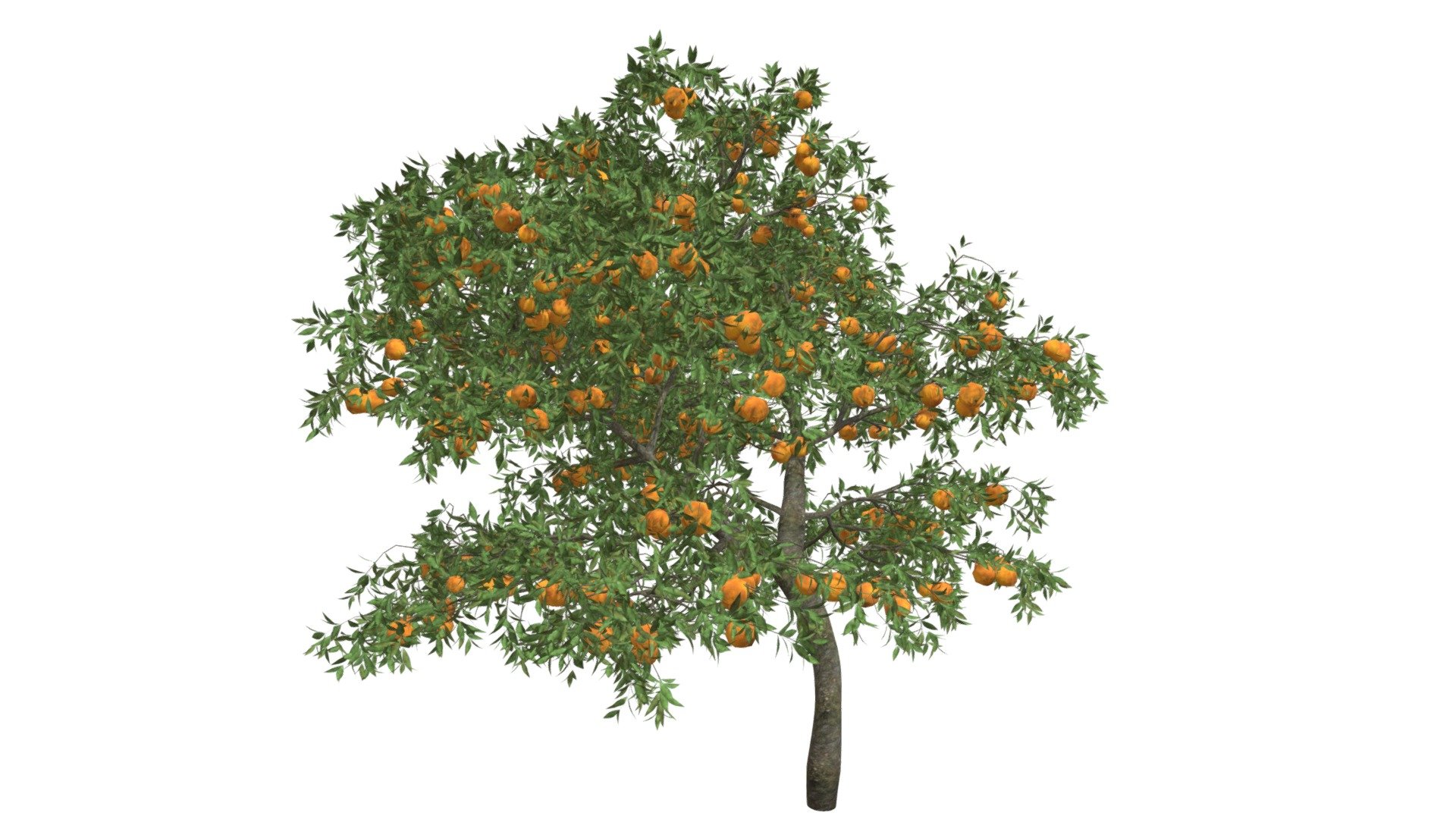 Orange Tree #10 3d model