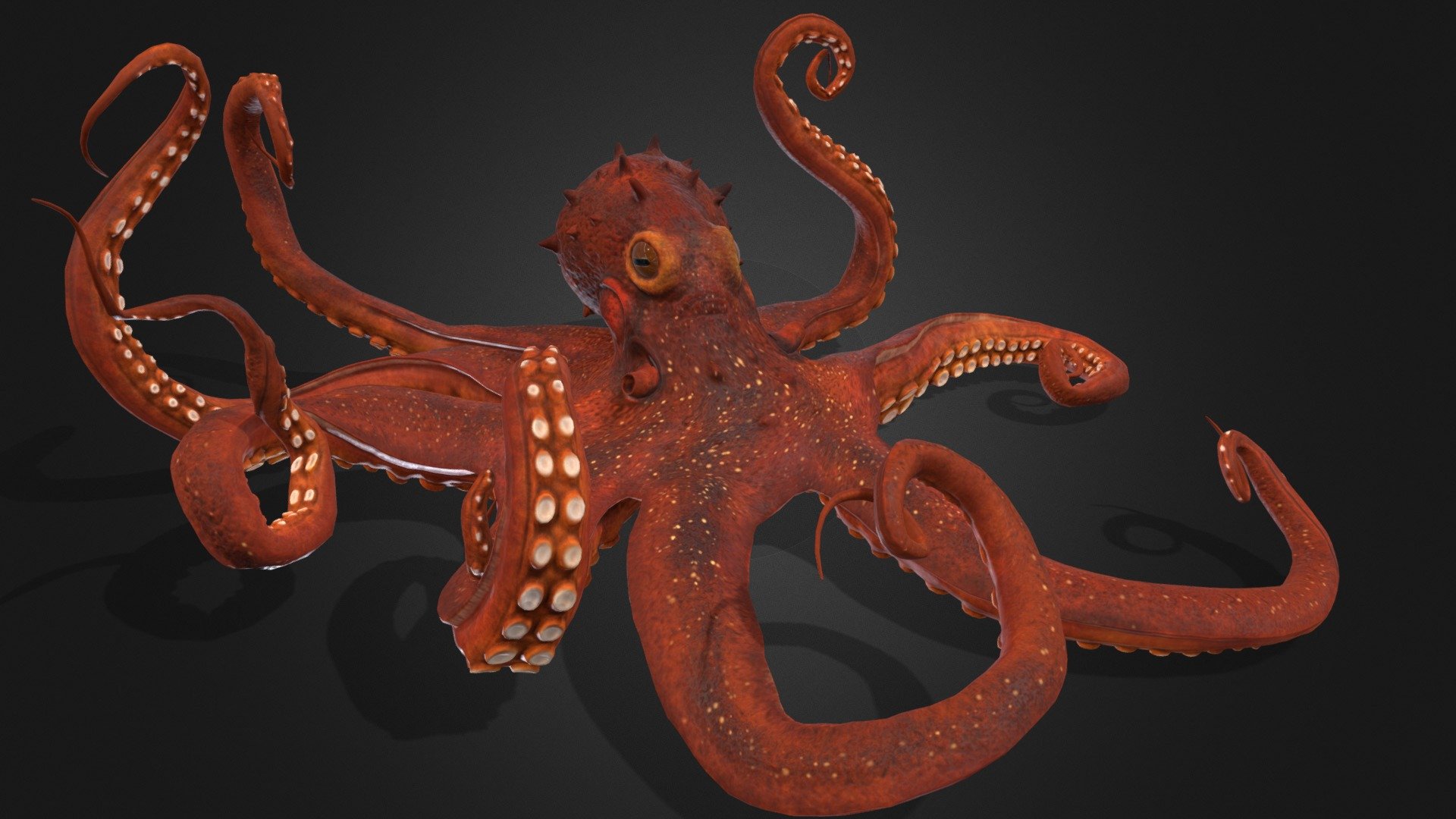 High quality Octopus 3d model