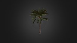 Palm Tree