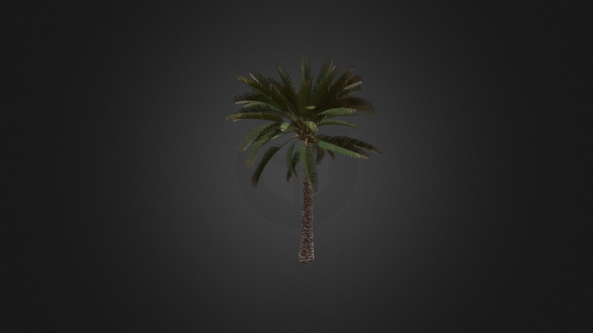 Palm Tree 3d model