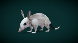 Greater Bilby Animal (Lowpoly)