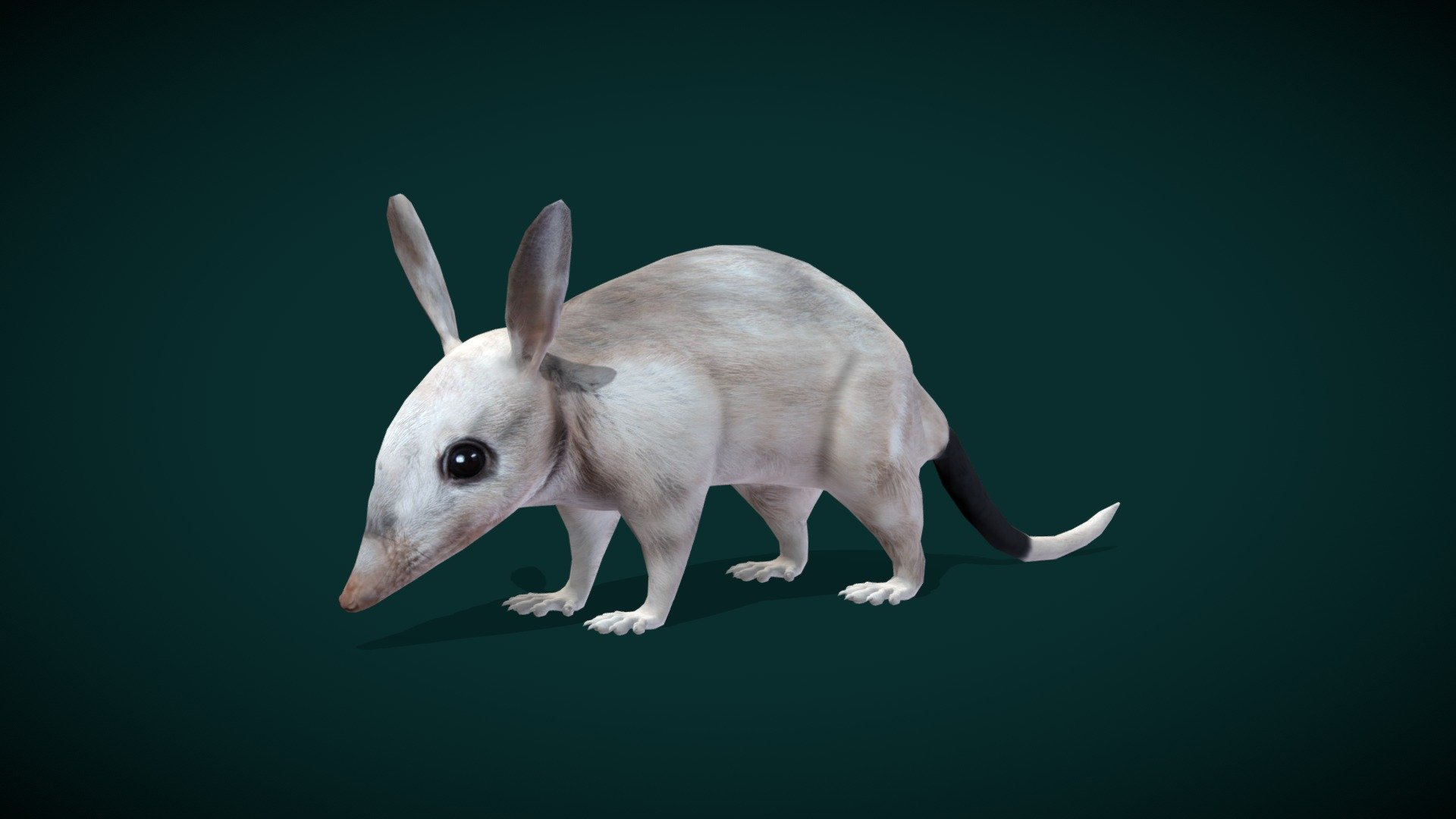 Greater Bilby Animal (Lowpoly) 3d model