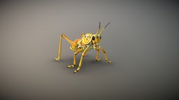 Lubber Grasshopper