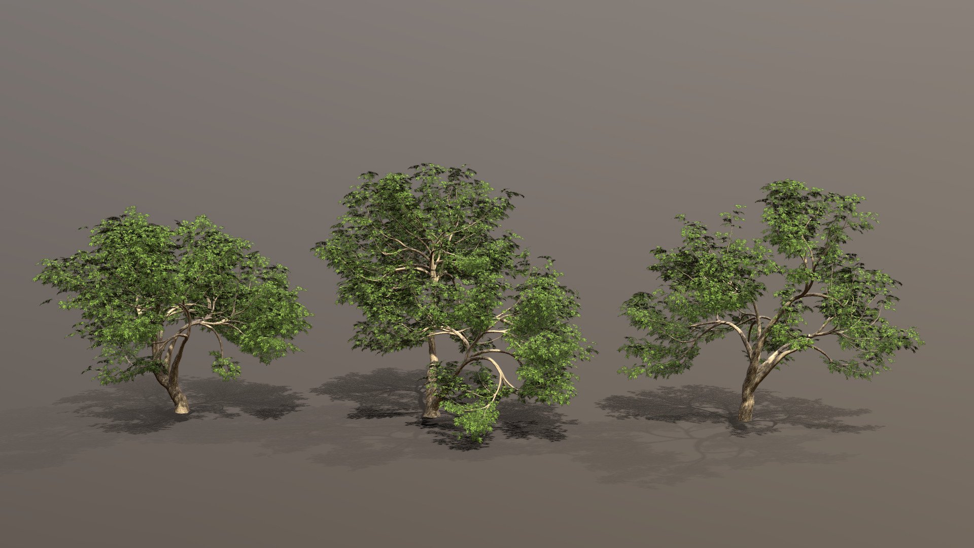 Mighty Oak Trees 3d model