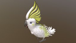 SulphurCrestedCockatoo001