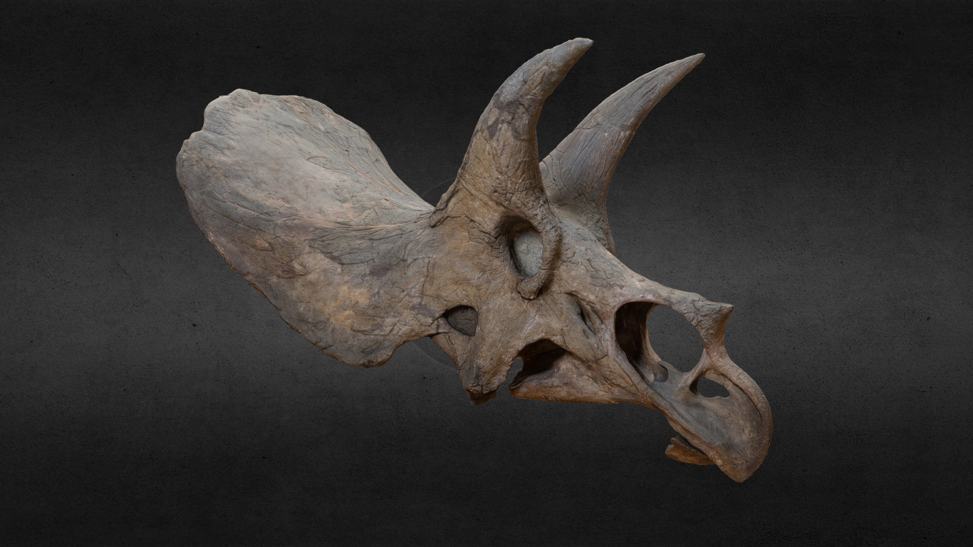 Triceratops horridus (600k polys) 3d model