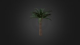 Pineapple Palm