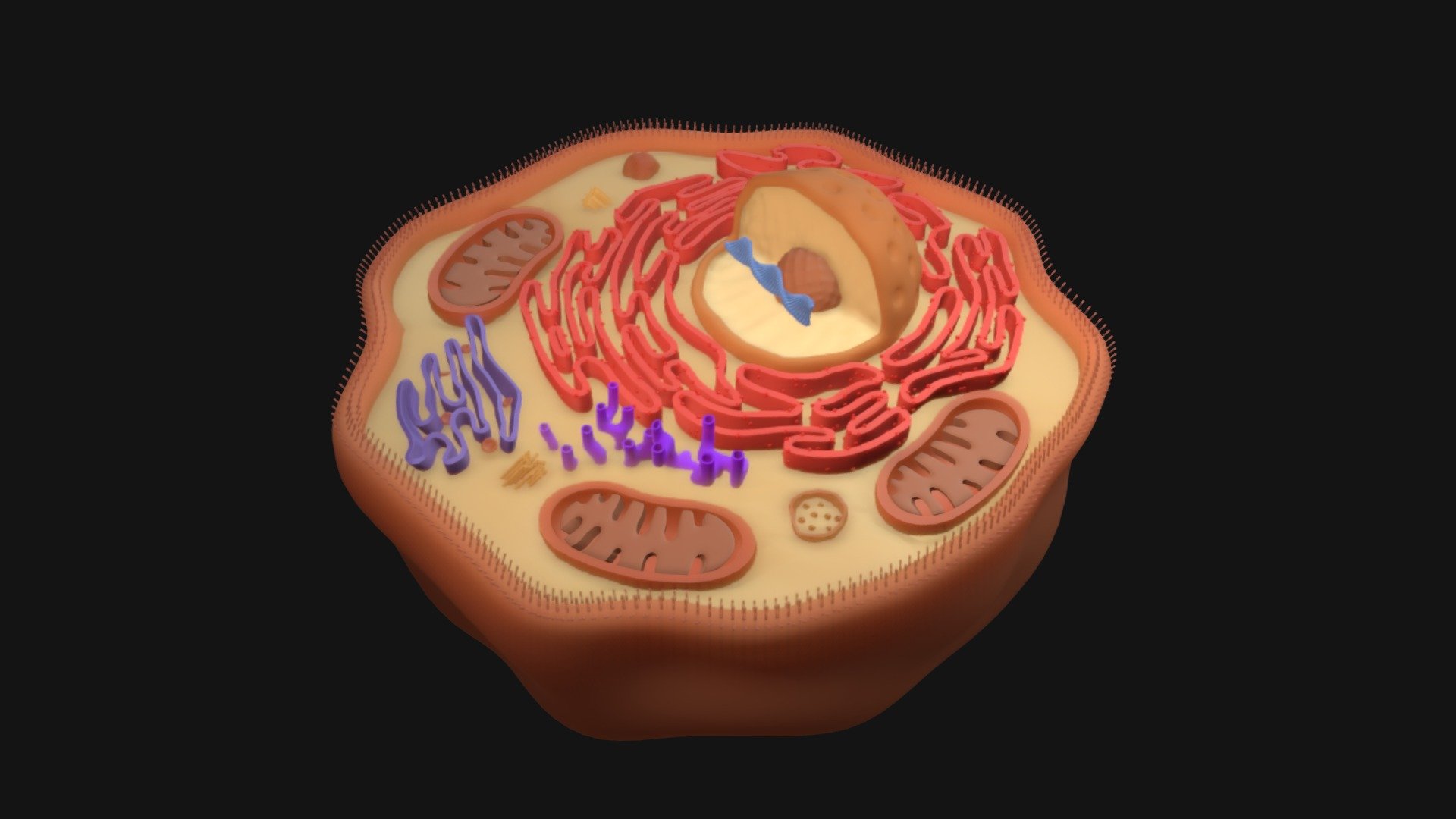 Human Cell 3d model