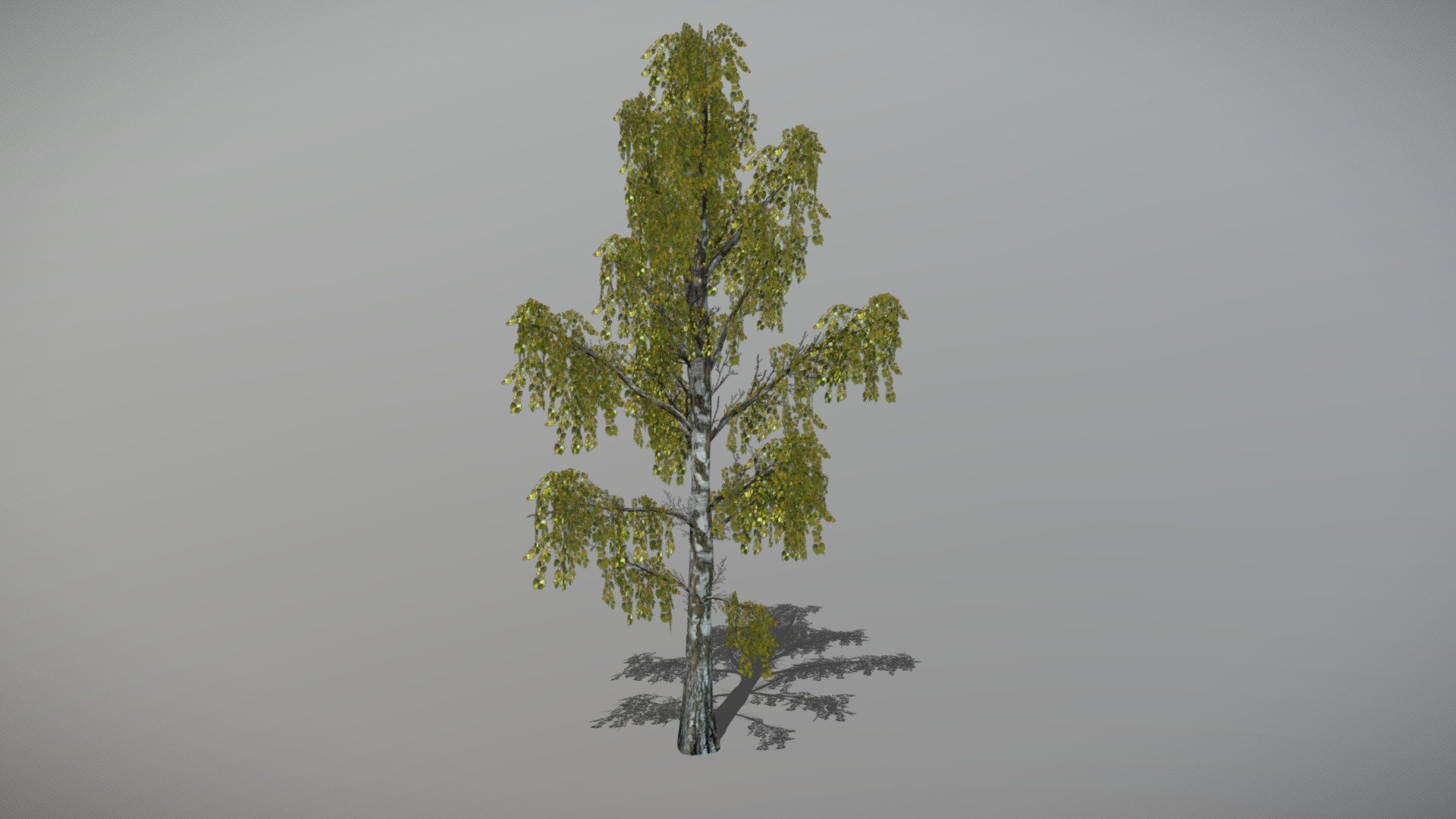 Birch 3 (Animated Tree) 3d model