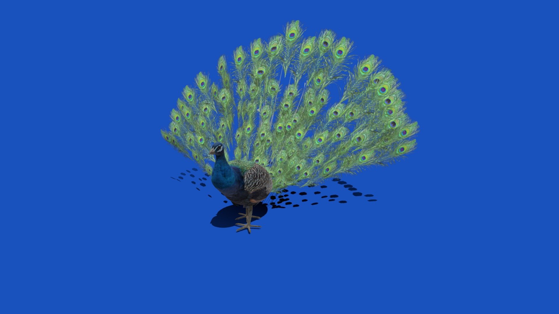 Peacock 3d model