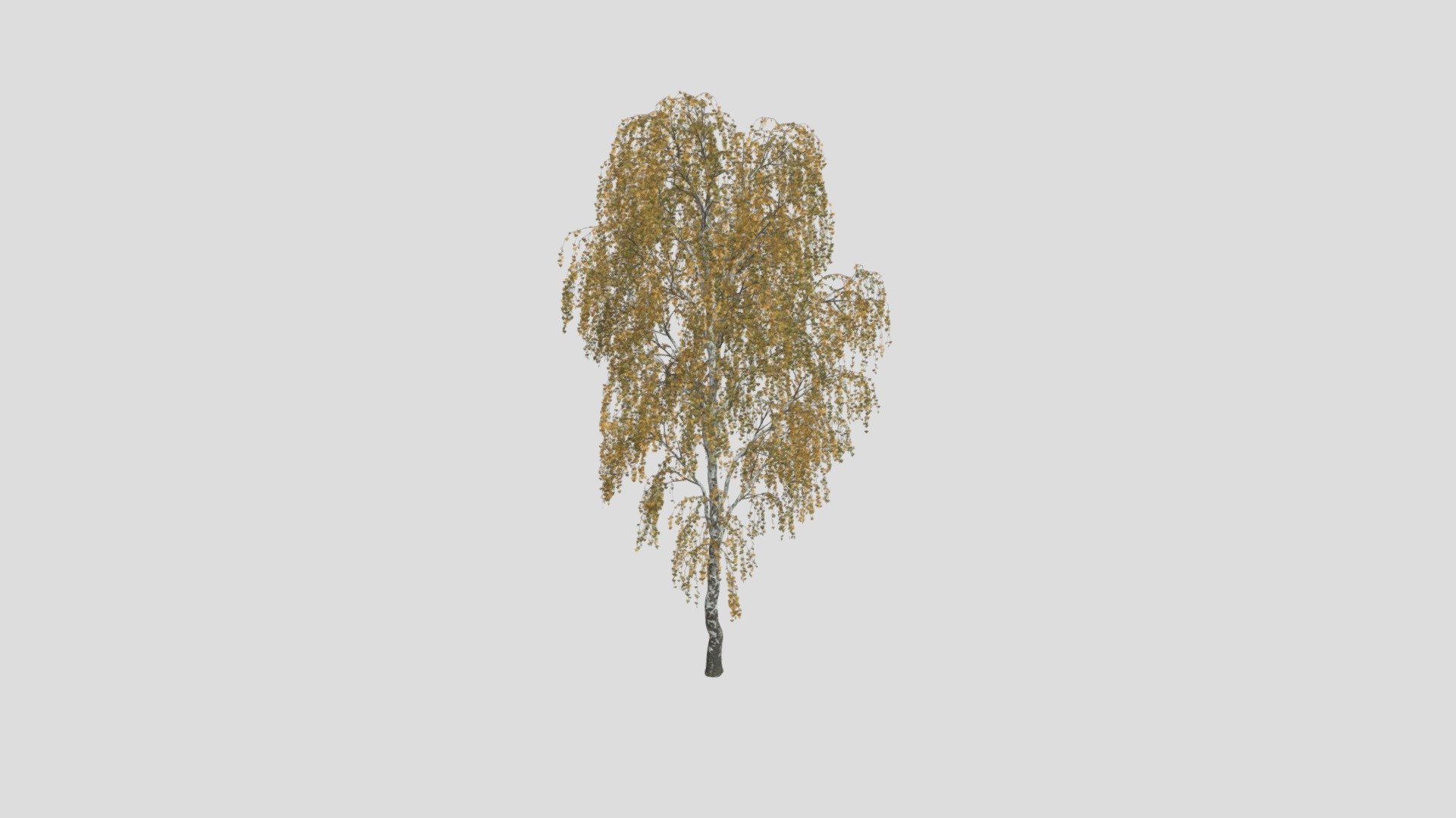 Birch 6 AM258 Archmodel 3d model