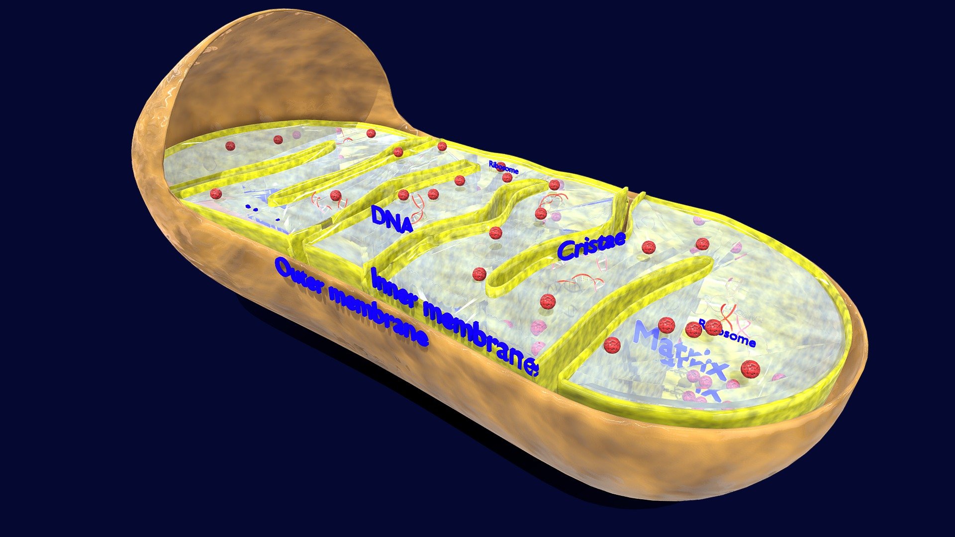 Mitochondria Microscopy detailed labelled 3d model