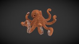 Octopus Toy