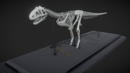 Majungasaurus Skeleton