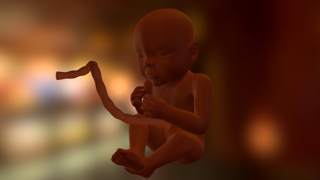 Baby 3d model