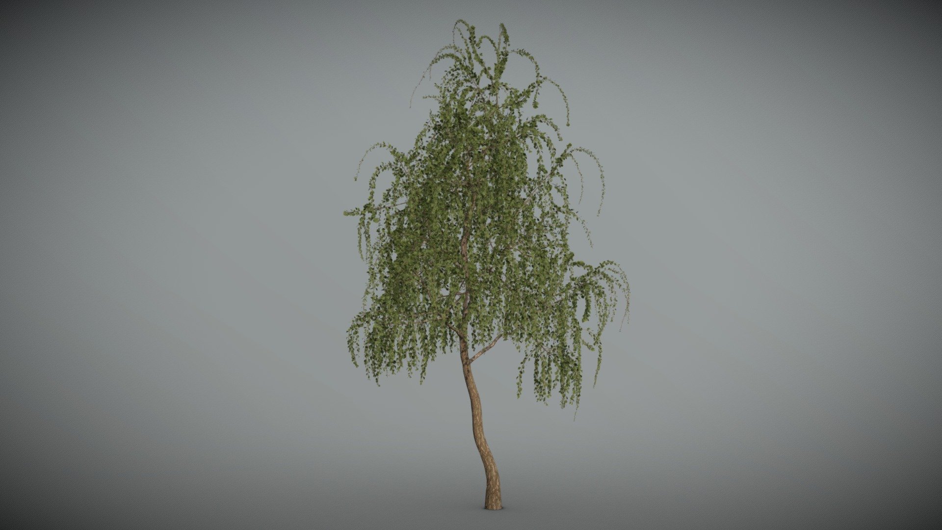 Birch_tree_02 3d model