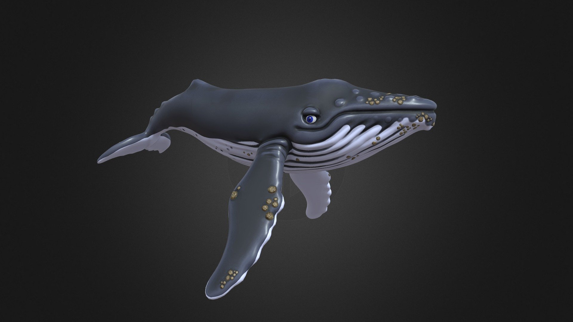 Humpback Whale 3d model