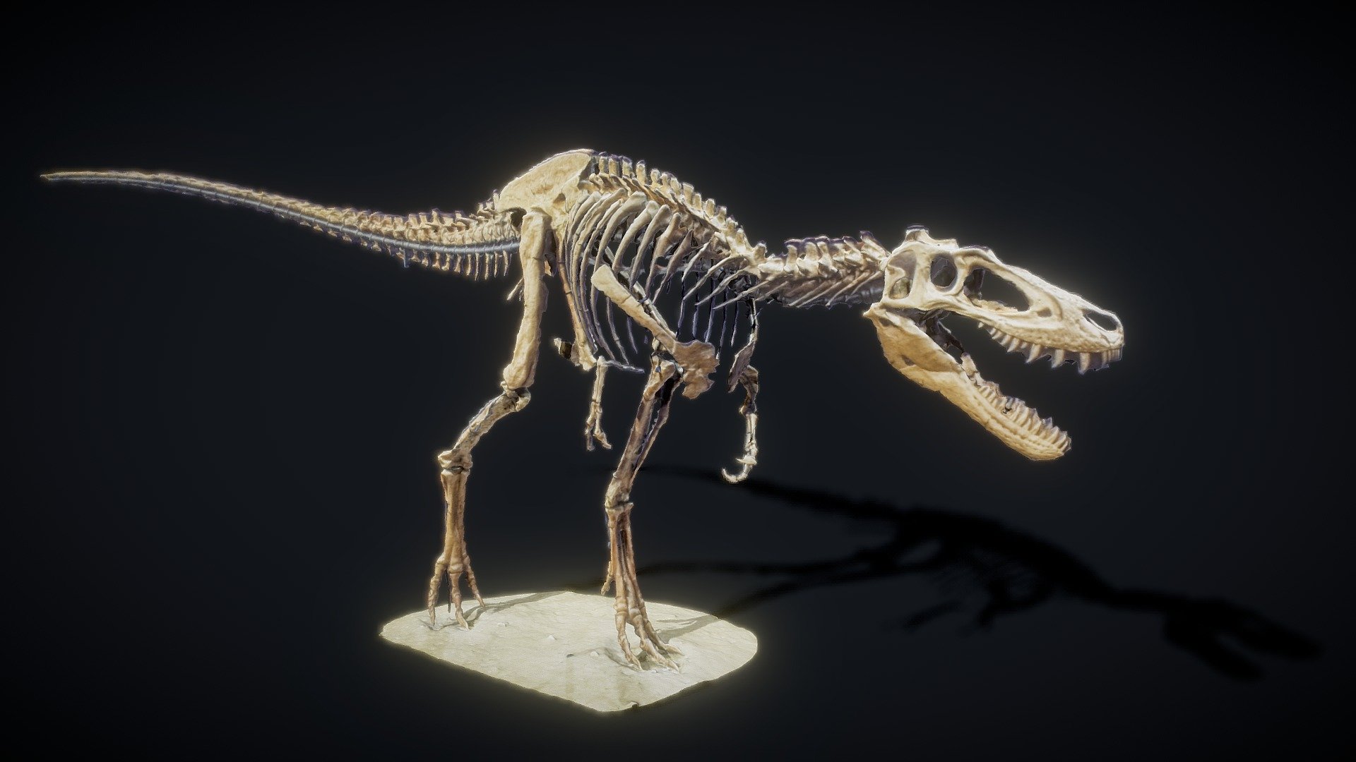 Juvenile Tyrannosaurus Rex 3d model