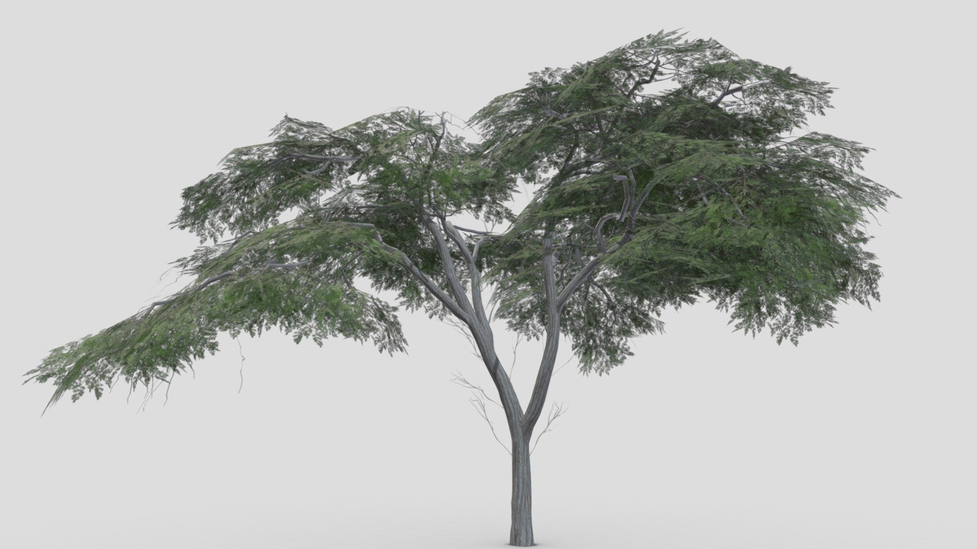 Acacia Tree- S23 3d model