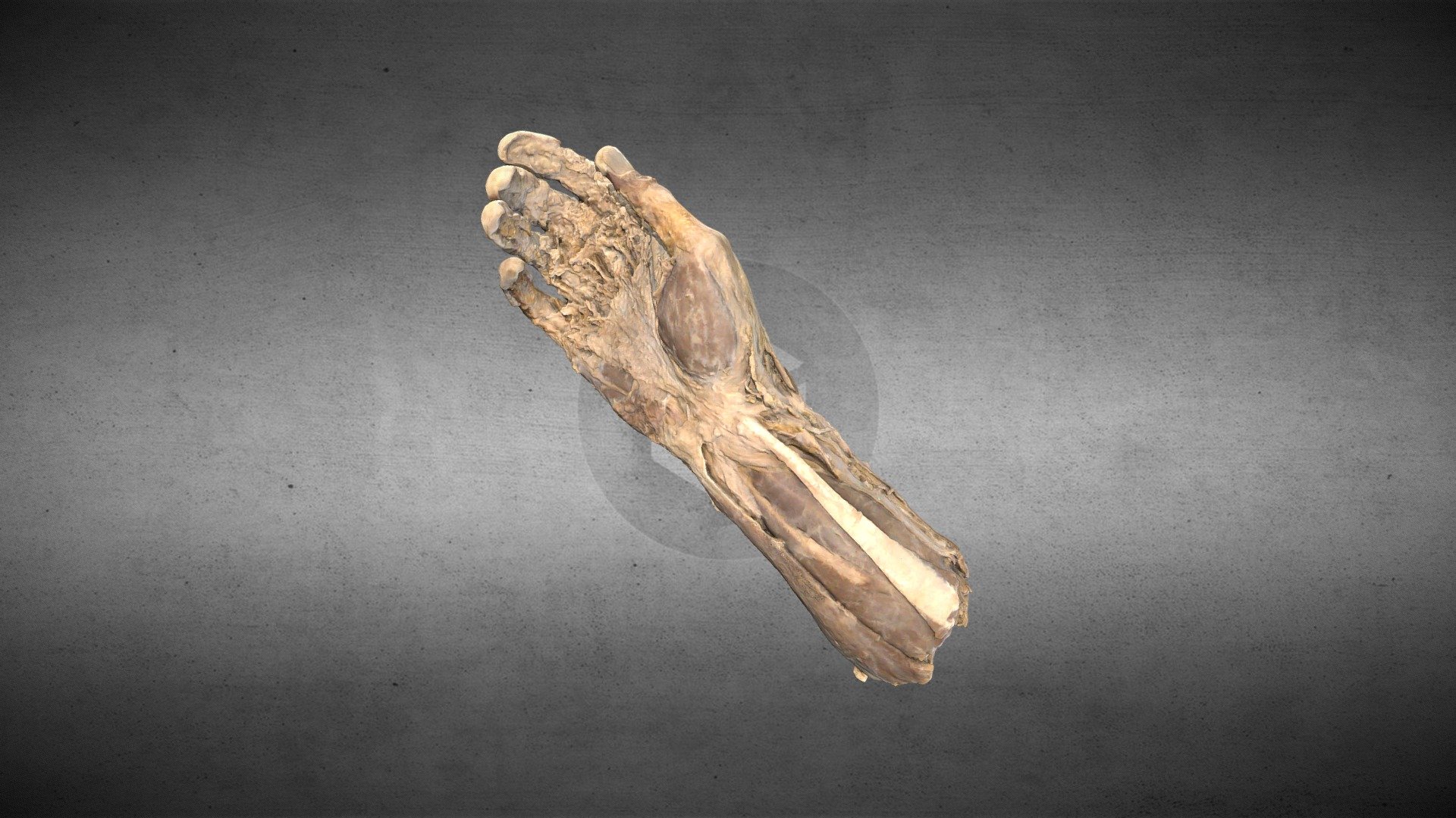 Hand anatomy/Anatomía de la mano 3d model