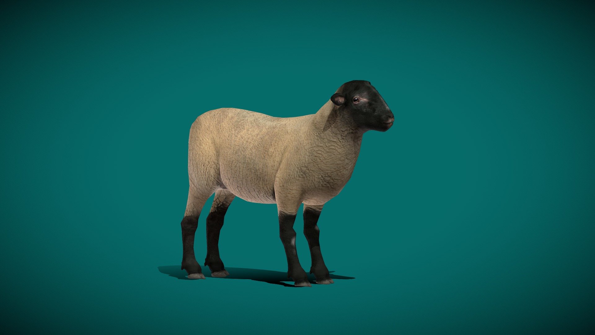 Suffolk Sheep (Lowpoly) 3d model