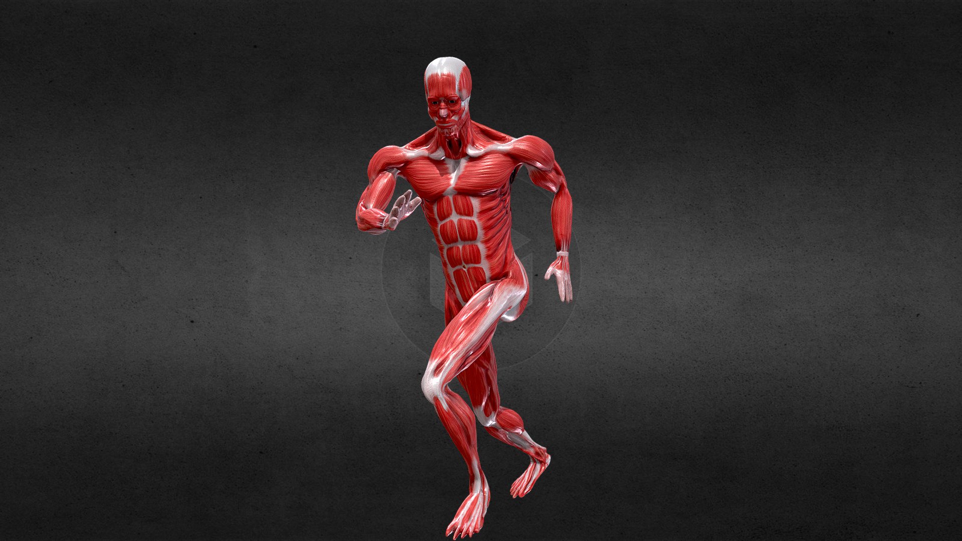 Running Animation Anatomy Male Muscle RIGED 3d model