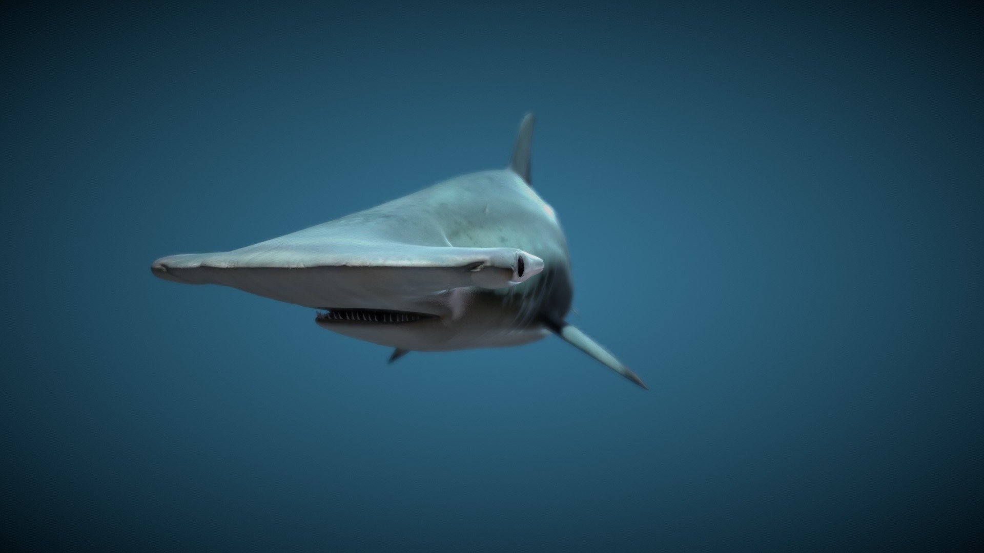 Hammer Head Swim Animation 3d model